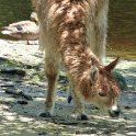 Grazing Alpaca